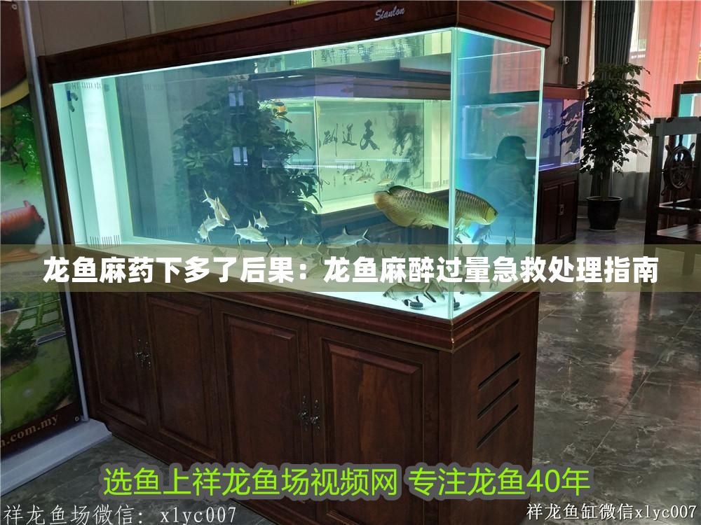 龍魚麻藥下多了后果：龍魚麻醉過量急救處理指南