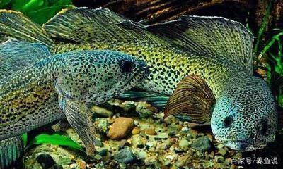 雷龍魚能養多大？：雷龍魚的養殖尺寸及種類 雷龍魚能養多大？：雷龍魚的養殖尺寸及種類 龍魚百科 第2張