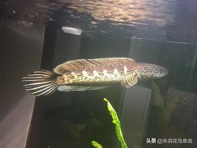 雷龍魚能養多大？：雷龍魚的養殖尺寸及種類