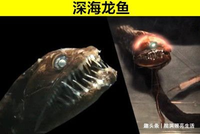 龍魚vs食人魚：龍魚和食人魚的區(qū)別 龍魚vs食人魚：龍魚和食人魚的區(qū)別 龍魚百科 第1張