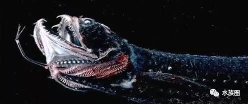 龍魚vs食人魚：龍魚和食人魚的區(qū)別 龍魚vs食人魚：龍魚和食人魚的區(qū)別 龍魚百科 第3張