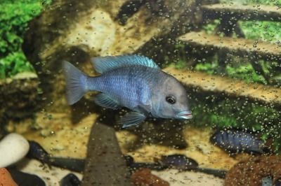 白子銀版魚混養(yǎng)適宜水溫：白子銀版魚與混養(yǎng)適宜的水溫為24~[需手動(dòng)填充]