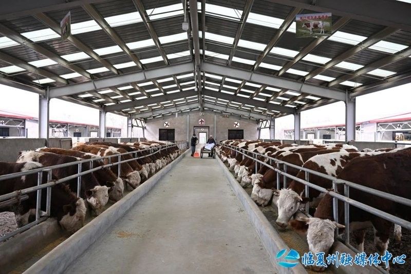 臨夏州開水族店怎么樣？加盟祥龍魚場賣龍魚市場怎樣？