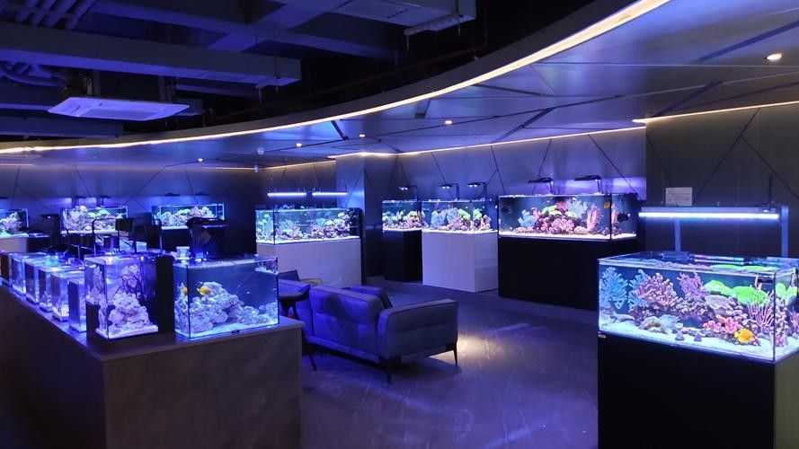 興隆臺開水族店怎么樣？加盟祥龍魚場賣龍魚市場怎樣？