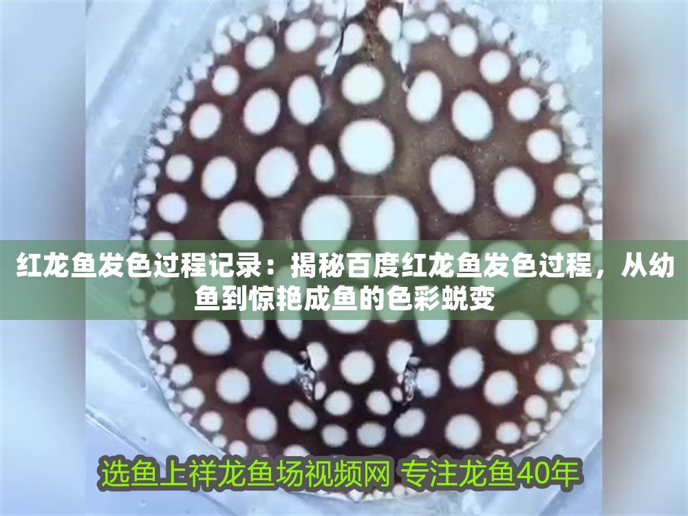 紅龍魚發色過程記錄：揭秘百度紅龍魚發色過程，從幼魚到驚艷成魚的色彩蛻變