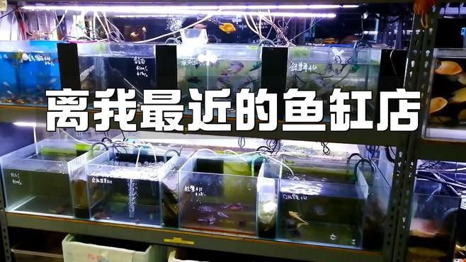 克拉瑪依區開水族店怎么樣？加盟祥龍魚場賣龍魚市場怎樣？ 克拉瑪依區開水族店怎么樣？加盟祥龍魚場賣龍魚市場怎樣？ 水族館百科（水族館加盟） 第9張