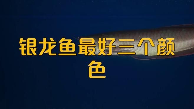 銀龍魚有哪些等級之分？