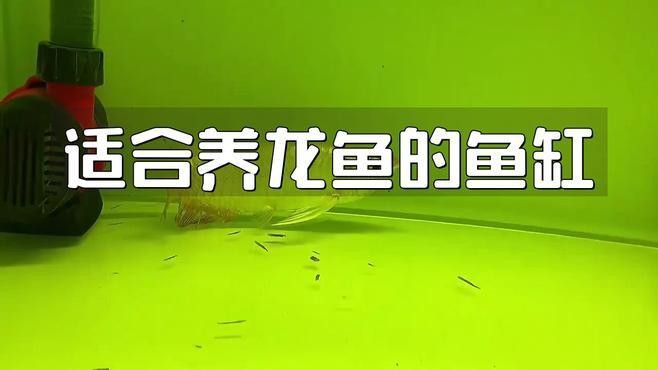 紅龍魚幼苗需要多大的魚缸？
