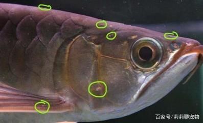 龍魚身上有小白點是什么原因引起的：龍魚白點病的自然療法 龍魚身上有小白點是什么原因引起的：龍魚白點病的自然療法 龍魚百科 第5張