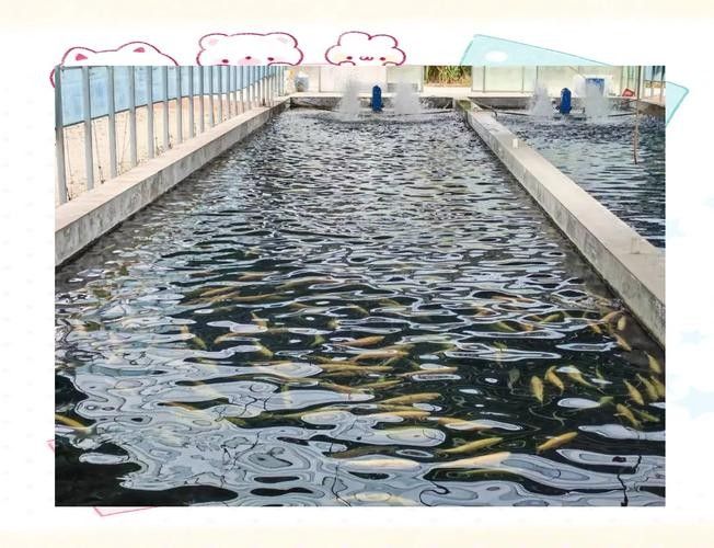 興安開(kāi)水族店怎么樣？加盟祥龍魚(yú)場(chǎng)賣(mài)龍魚(yú)市場(chǎng)怎樣？