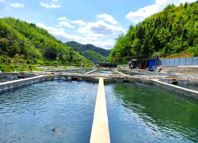 興安開(kāi)水族店怎么樣？加盟祥龍魚(yú)場(chǎng)賣(mài)龍魚(yú)市場(chǎng)怎樣？