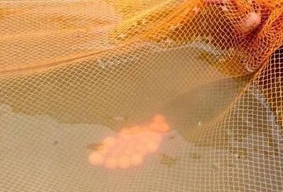 金龍魚卵發育過程：金龍魚的卵發育過程 金龍魚卵發育過程：金龍魚的卵發育過程 龍魚百科 第3張