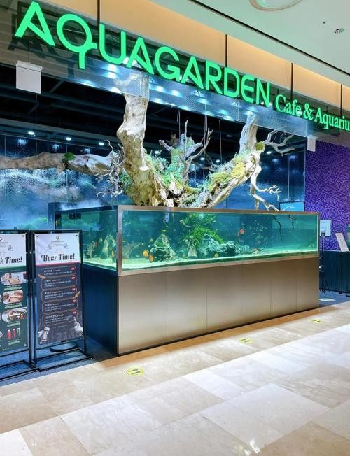 上城開水族店怎么樣？加盟祥龍魚場賣龍魚市場怎樣？