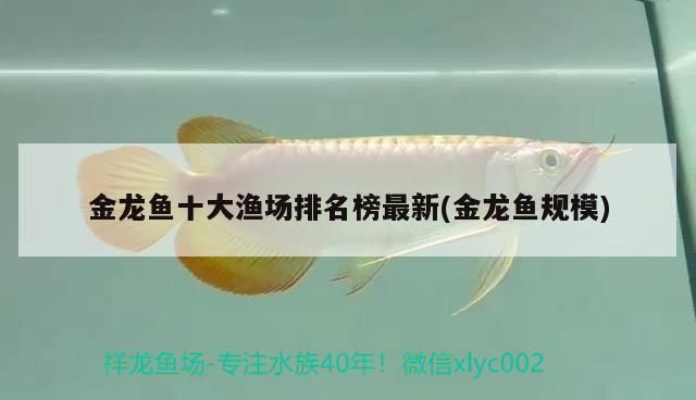 金龍魚漁場排名榜：<strong><mark>南海</mark></strong>金龍魚漁場排名榜