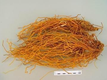 金龍魚抗生素藥物：金龍魚抗生素用啥藥效果好