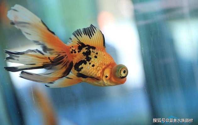 金龍魚抗生素藥物：金龍魚抗生素用啥藥效果好