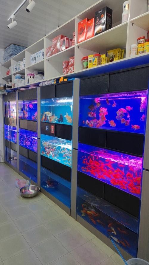 合浦開水族店怎么樣？加盟祥龍魚場賣龍魚市場怎樣？