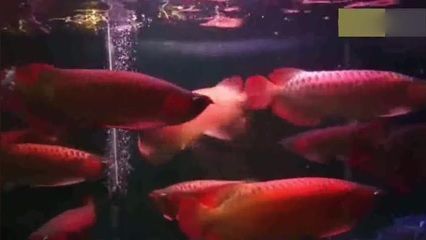 紅龍魚(yú)的記錄片：關(guān)于紅龍魚(yú)的紀(jì)錄片，以下是一些相關(guān)的資料和視頻 紅龍魚(yú)的記錄片：關(guān)于紅龍魚(yú)的紀(jì)錄片，以下是一些相關(guān)的資料和視頻 龍魚(yú)百科 第1張