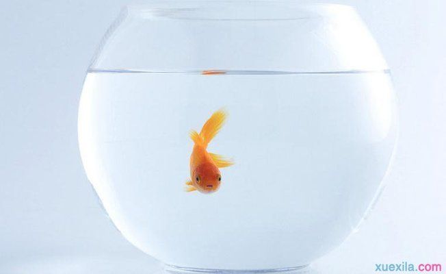 過背金龍魚可以長多大的魚（過背金龍魚在理想條件下可以長到60厘米左右） 過背金龍魚可以長多大的魚（過背金龍魚在理想條件下可以長到60厘米左右） 龍魚百科