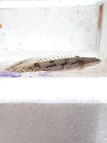 虎紋恐龍魚繁殖方式圖解大全