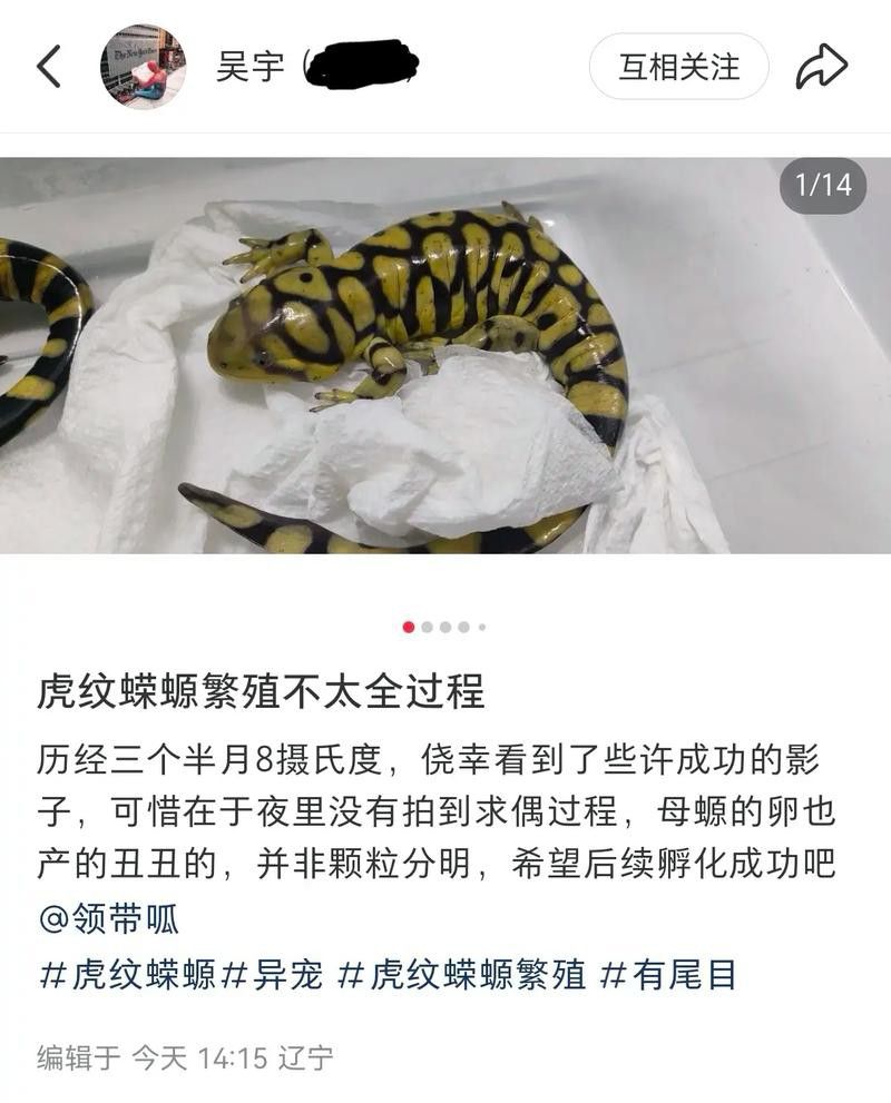 虎紋恐龍魚繁殖方式圖解大全