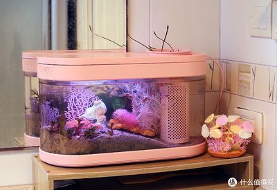 自制魚缸過濾器循環水不用電（如何利用風能制作魚缸過濾器） 自制魚缸過濾器循環水不用電（如何利用風能制作魚缸過濾器） 龍魚百科 第1張