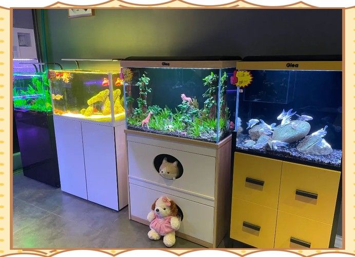 揚州開水族店怎么樣？加盟祥龍魚場賣龍魚市場怎樣？