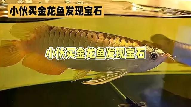 有哪些著名的金龍魚寶石作品？