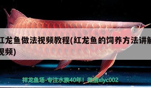 金龍魚混養視頻大全集最新：金龍魚混養視頻大全集最新版下載