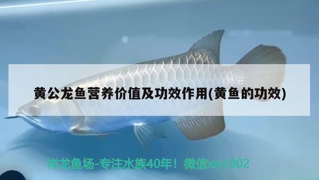 金龍魚混養視頻大全集最新：金龍魚混養視頻大全集最新版下載