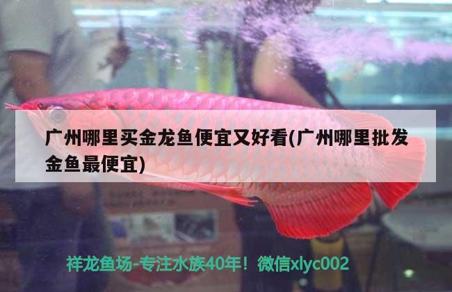 金龍魚混養視頻大全集最新：金龍魚混養視頻大全集最新版下載