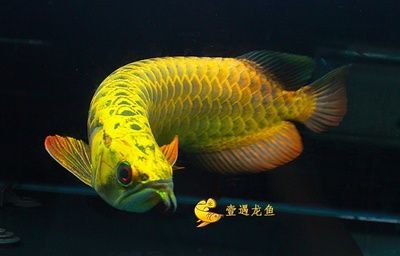 養龍魚的成本相對較高,主要包括以下幾個方面:養龍魚為什么那么貴 龍魚百科 第1張 養龍魚的成本相對較高,主要包括以下幾個方面:養龍魚為什么那么貴 養龍魚的成本相對較高,主要包括以下幾個方面:養龍魚為什么那么貴 龍魚百科 第1張