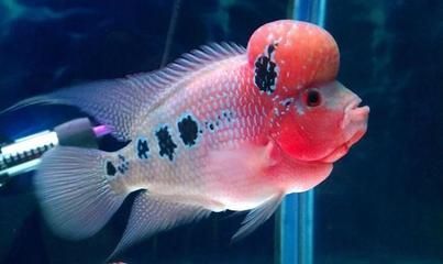 龍魚屬于海魚嗎，龍魚屬于海魚嗎？