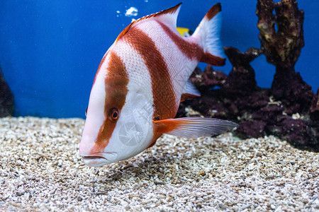 龍魚屬于海魚嗎，龍魚屬于海魚嗎？