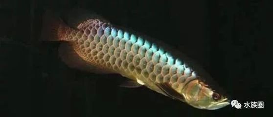 龍魚的食量大不大怎么看：龍魚的食量是固定不變的而是受多種因素影響龍魚的食量 龍魚的食量大不大怎么看：龍魚的食量是固定不變的而是受多種因素影響龍魚的食量 龍魚百科 第1張