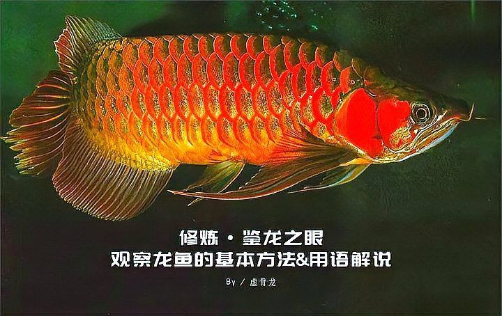 賽級龍魚最簡單三個部位