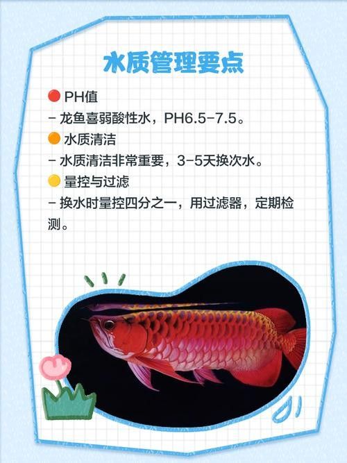 武隆開水族店怎么樣？加盟祥龍魚場(chǎng)賣龍魚市場(chǎng)怎樣？