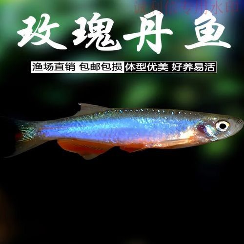 云南開水族店怎么樣？加盟祥龍魚場賣龍魚市場怎樣？