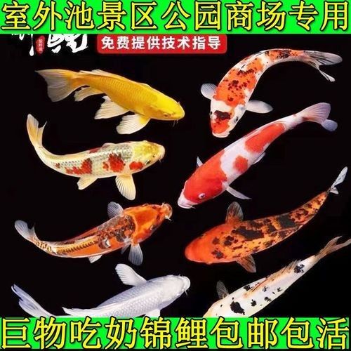云南開水族店怎么樣？加盟祥龍魚場賣龍魚市場怎樣？