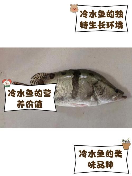 牡丹江開水族店怎么樣？加盟祥龍魚場賣龍魚市場怎樣？ 牡丹江開水族店怎么樣？加盟祥龍魚場賣龍魚市場怎樣？ 水族館百科（水族館加盟） 第5張