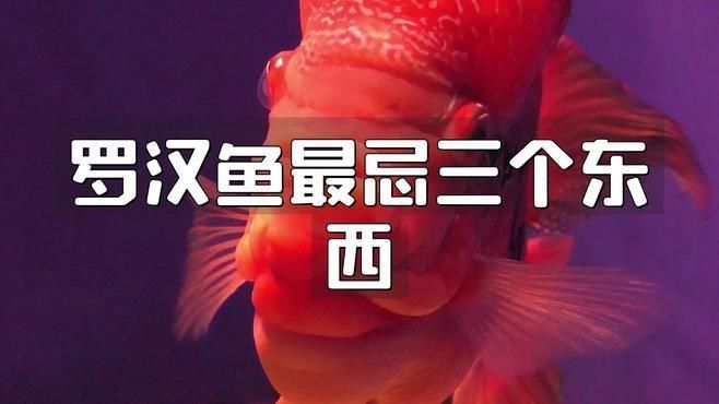 羅漢魚最忌諱三個東西 龍魚百科 第1張 羅漢魚最忌諱三個東西 羅漢魚最忌諱三個東西 龍魚百科 第1張