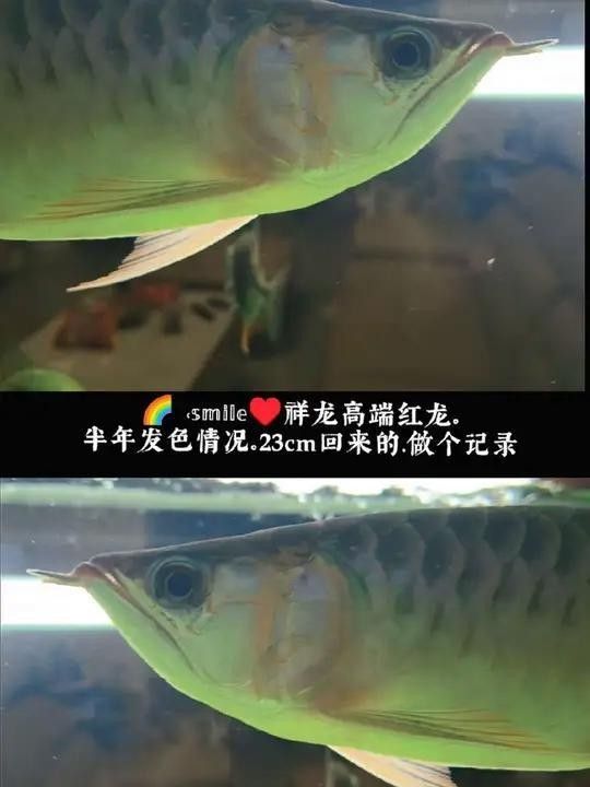 青田開(kāi)水族店怎么樣？加盟祥龍魚場(chǎng)賣龍魚市場(chǎng)怎樣？
