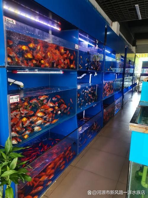 美蘭開水族店怎么樣？加盟祥龍魚場賣龍魚市場怎樣？