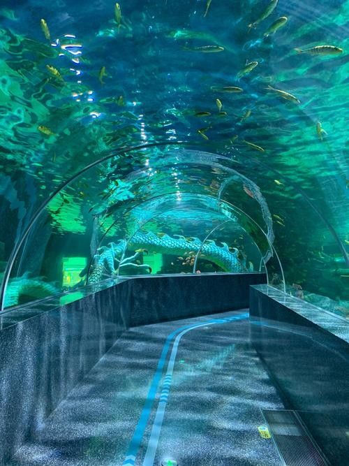 廈門開水族店怎么樣？加盟祥龍魚場賣龍魚市場怎樣？