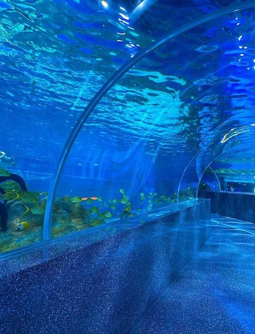 廈門開水族店怎么樣？加盟祥龍魚場賣龍魚市場怎樣？