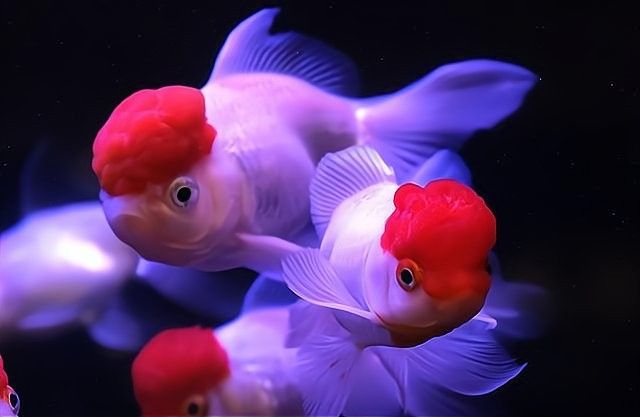 廈門開水族店怎么樣？加盟祥龍魚場賣龍魚市場怎樣？