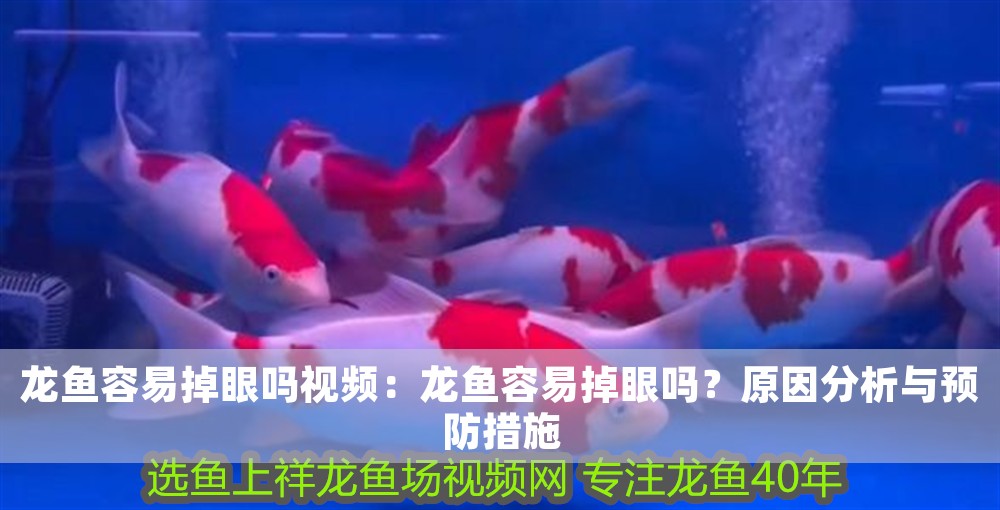 龍魚容易掉眼嗎視頻：龍魚容易掉眼嗎？原因分析與預防措施