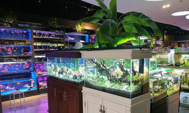 海東開水族店怎么樣？加盟祥龍魚場賣龍魚市場怎樣？