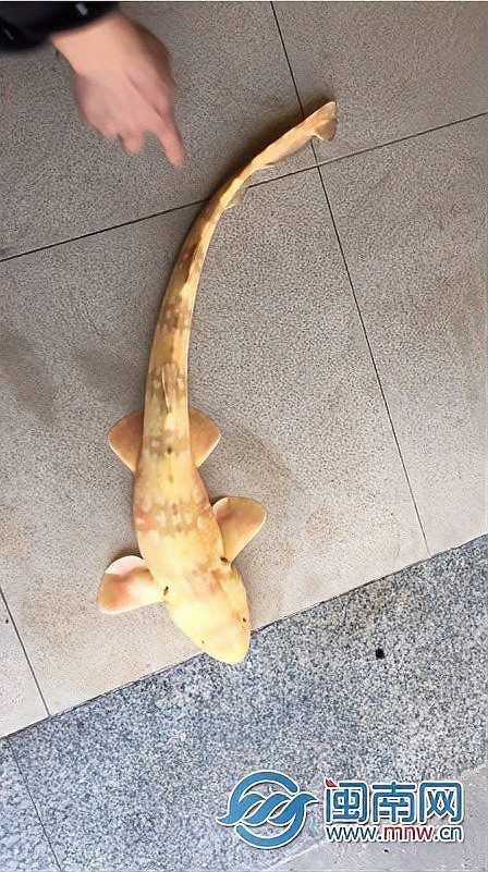 中國唯一一只金色鯊魚