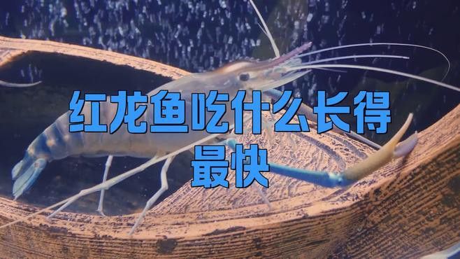 紅龍魚人工養殖需要哪些條件？